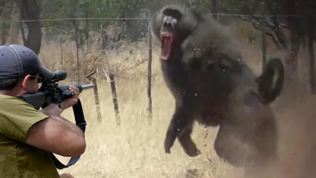 صيد قرد البابون الغاضب بالبنادق 😱🔥👍👌 الجزء 1