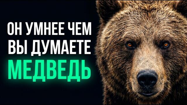 Что скрывает медведь? 100 фактов о самом известном хищнике