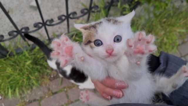 A Tiny, Sweet, Innocent Face the World Never Deserved
