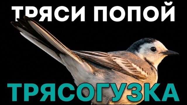 Трясогузка — птица, которую вы видите каждый день, но не знаете о ней ничего