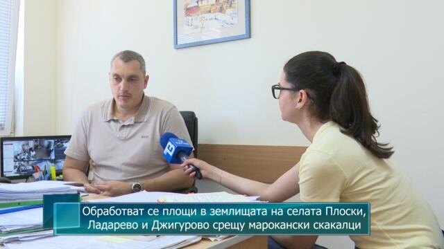 Обработват се площи в землищата на селата Плоски, Ладарево и Джигурово срещу марокански скакалци