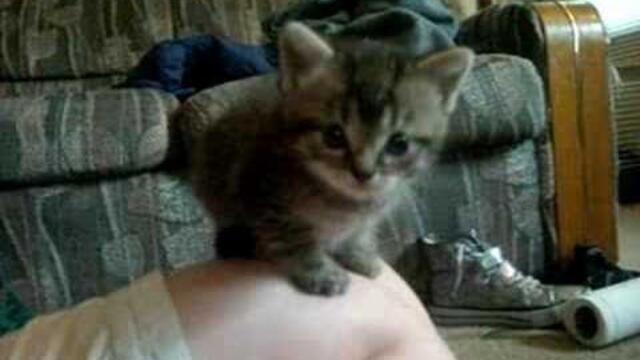 Kitten scare like panda sneeze