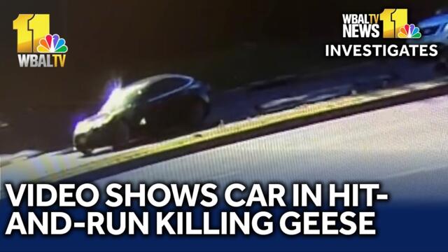 Video shows Tesla hitting geese in Joppa, killing them