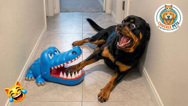 Try not to laugh 😂 Ultimate Funny Cats and Dogs 2026 🐱🐶 #16