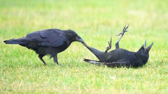 Unhinged Crows, Ravens... Being Absolutely Hilarious! 🤣 FUNNIEST Birds Video