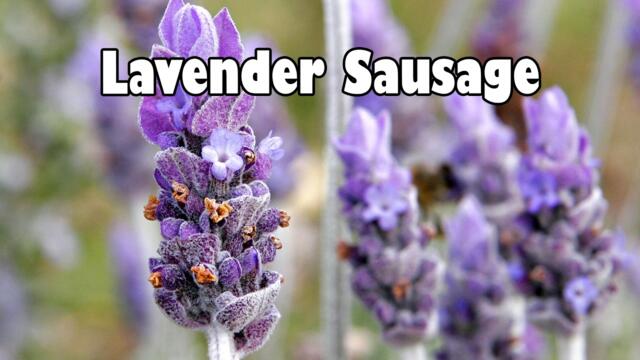 Lavender Sausage