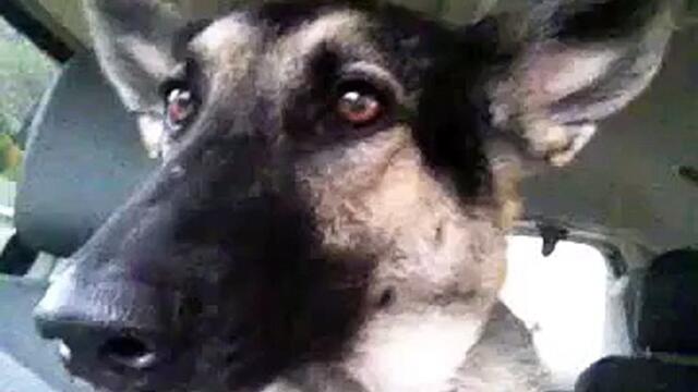 Dog Dances on Flo rida! Hilarious...