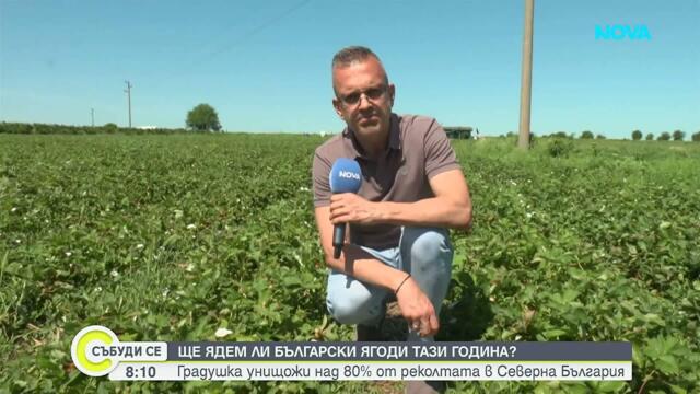 Градушка унищожи над 80% от реколтата от ягоди в Северна България | 13 юни 2026