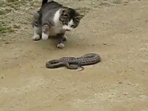 Смела котка се БИЕ със змия. Бой и  екшън