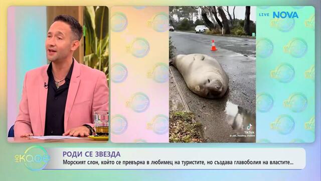 Морски слон се превърна в любимец на туристите, но създава главоболия | На кафе | 1 юли 2026