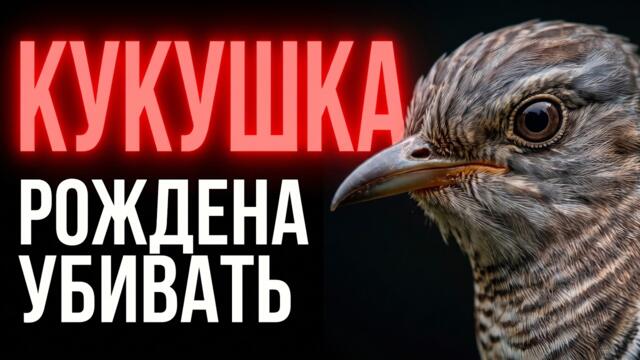 КУКУШКА: Самая Безжалостная Мать в Природе | 25 Фактов о Пернатом Паразите