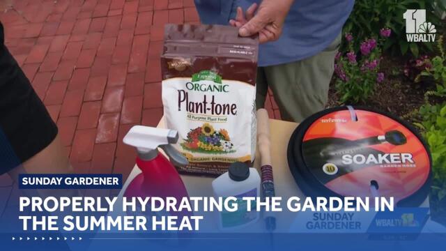 Sunday Gardener: Properly hydrating the garden in the summer heat