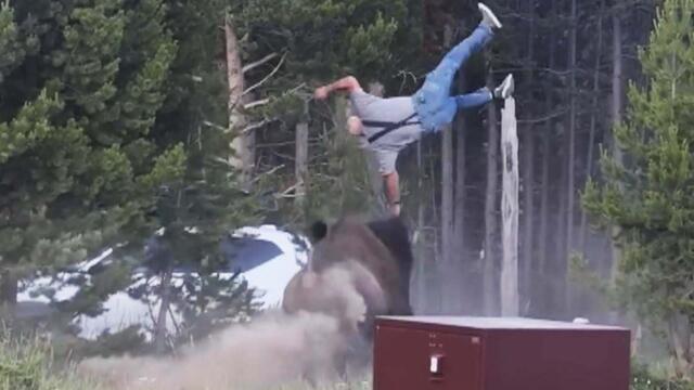 Rampaging Bison Attacks Grandpa, Tossing Him In Air