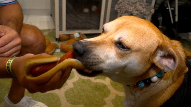 Viral Dog, Jonah, Gets VIP Treatment at Marlins Game