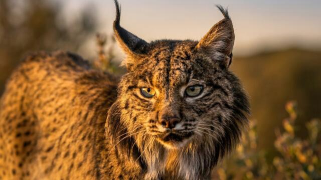 The Last Wildcats of Europe