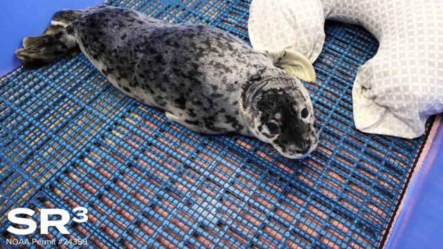 Who Shot Baby Seal In Face?