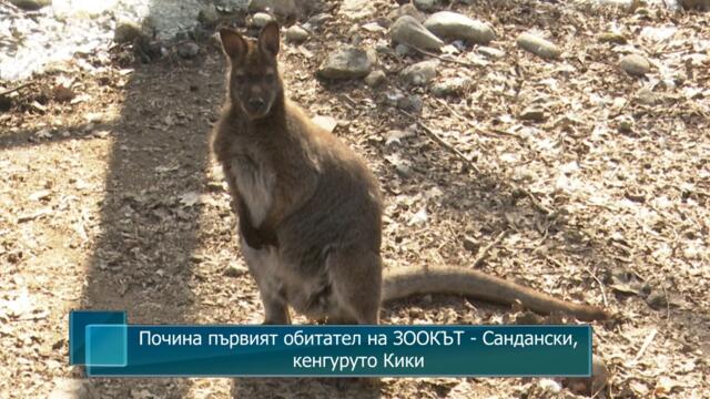 Почина първият обитател на ЗООКЪТ - Сандански, кенгуруто Кики