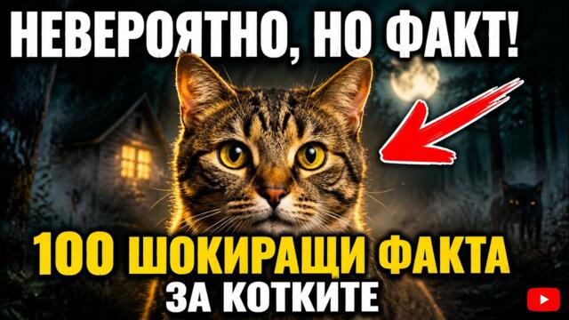 100 изумителни факта за котките, които ще ви оставят без думи!