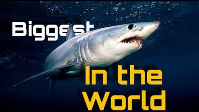 Is This the World's BIGGEST Mako Shark?