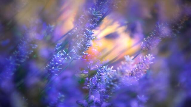 💜Summer with Lavender ... (David Lanz)💜