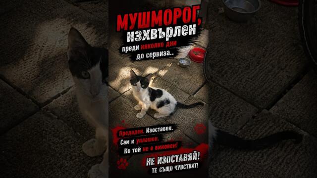 МУШМОРОГ, изхвърлен преди няколко дни до сервиза..