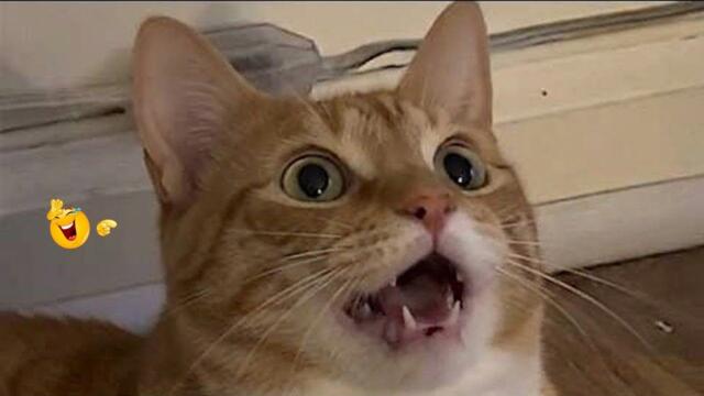 Best Cat Videos 🐈 | The Funniest Cat Moments You Need to See Today 🤣😹