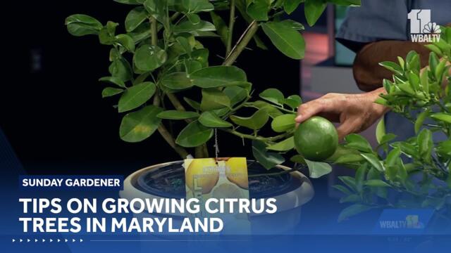 Sunday Gardener: Growing lemons and Mediterranean citrus in Maryland