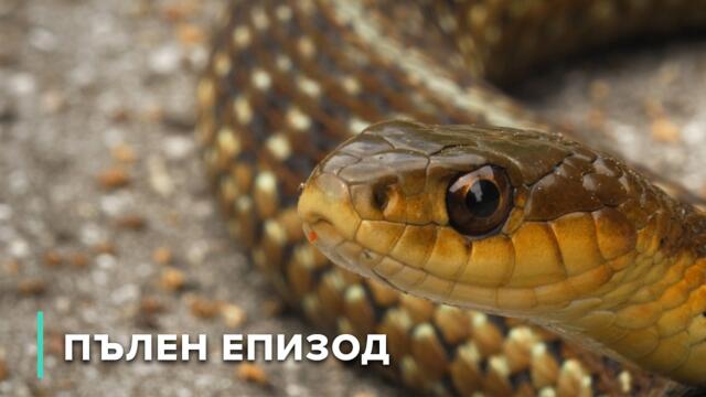 Катерици денем, миещи мечки нощем: Градската дива природа | Дивият изток на Канада 106