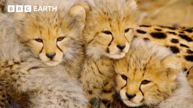 Nature's Stealthiest Hunters | BBC Earth | BBC Studios