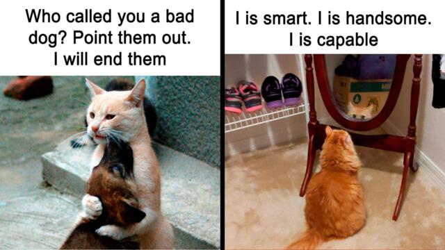 The Funniest Cat Memes to Make Your Day Better