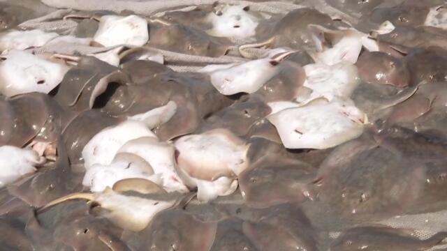 Stingray Attacks On The Rise At California's Beaches