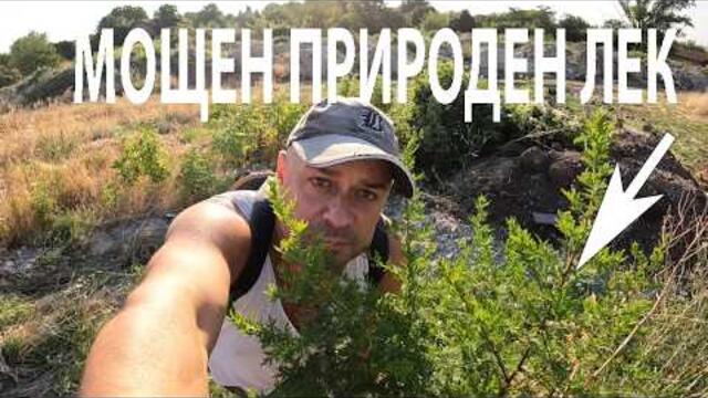 МОЩЕН ПРИРОДЕН ЛЕК - POWERFUL MEDICINAL PLANT #wormwood #herbs #medicinalplants #forage #билки