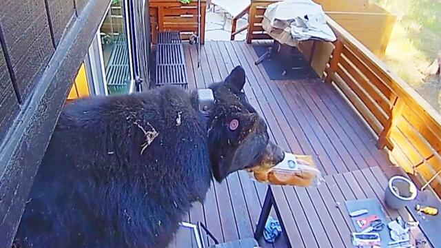 How To Keep Bears Away From Your House