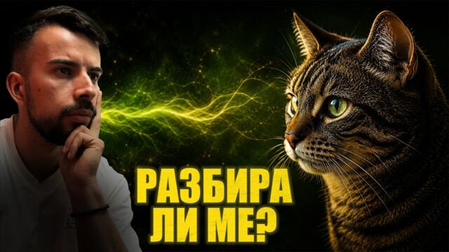 Защо връзката между човек и котка е толкова специална?