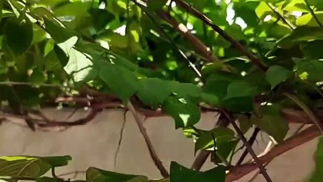 Nature 🎋🌲