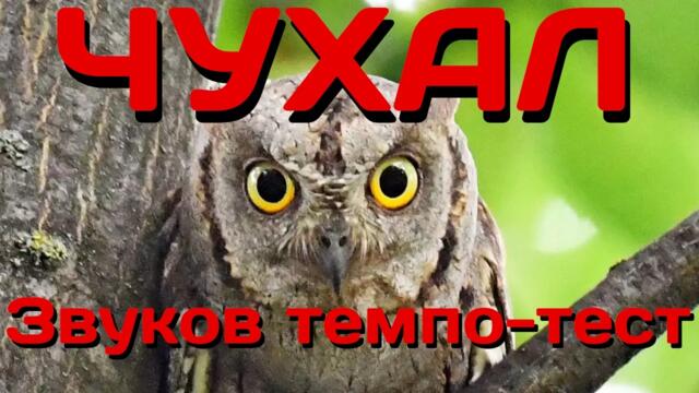 Чухалът е странна птица