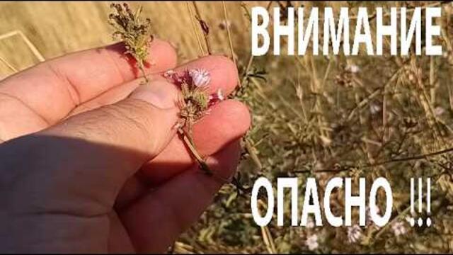ВНИМАНИЕ: ОПАСНО РАСТЕНИЕ! WARNING: DANGEROUS HERB! #herbs #poisonousplants #medicinalplants #билки