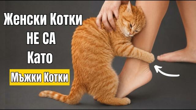 13 Причини, поради които Женските Котки са Напълно Различни от Мъжките Котки