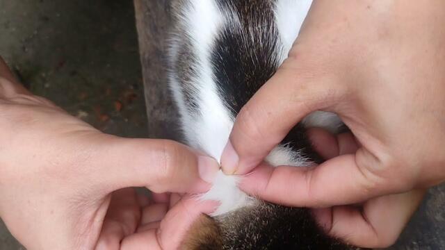 How to help cat? 🐱 ✨