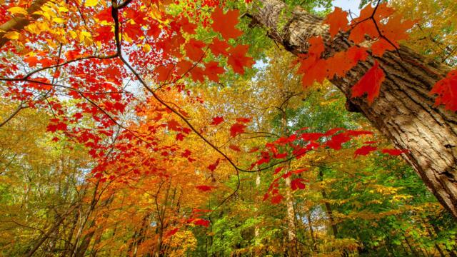 🍁Разговор с есента ... (Павел Ружицки)🍁