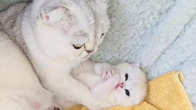 Mother cat always takes such good care of her cute only kitten