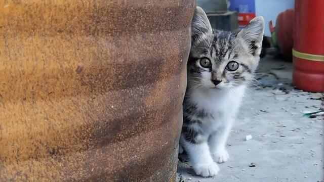 Mom went hunting and never came back, the kitten waited alone in an abandoned warehouse...