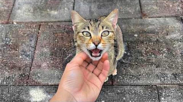 Sweet Stray Cat Meowing Not Just for Food, But for Love 🥺❤️