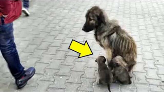 La mère chienne suppliait en larmes les passants d'aider ses chiots, mais ils l'ignoraient..