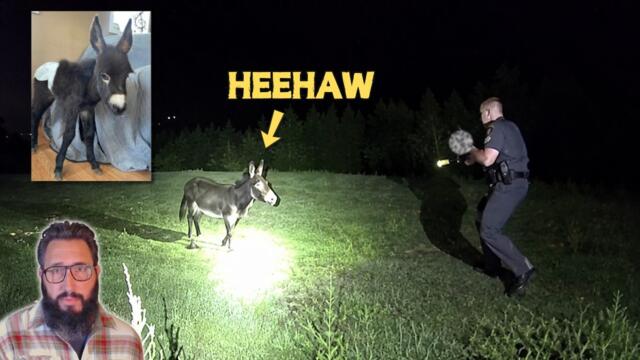 The Bodycam footage of cops killing the petting zoo donkey Heehaw really highlights how pathetic American police are.