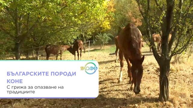 Българските породи коне: С грижа за опазване на традициите | На кафе | 13 окт. 2026