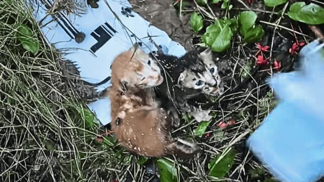 Two abandoned kittens curled in the grass, crying out with their last strength — I couldn't leave.