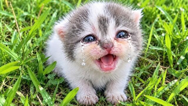 Kittens cry out, calling for their mother on the street – Finally, Someone Came to the Rescue! 🐱💔