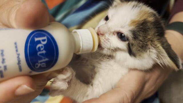 Tiny Vicious Kitten Chugs Milk #foster #kitty