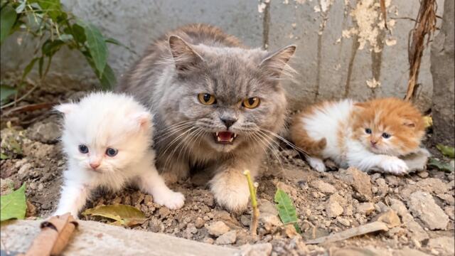 She Thought We'd Take Her Kittens and Leave Her Behind.